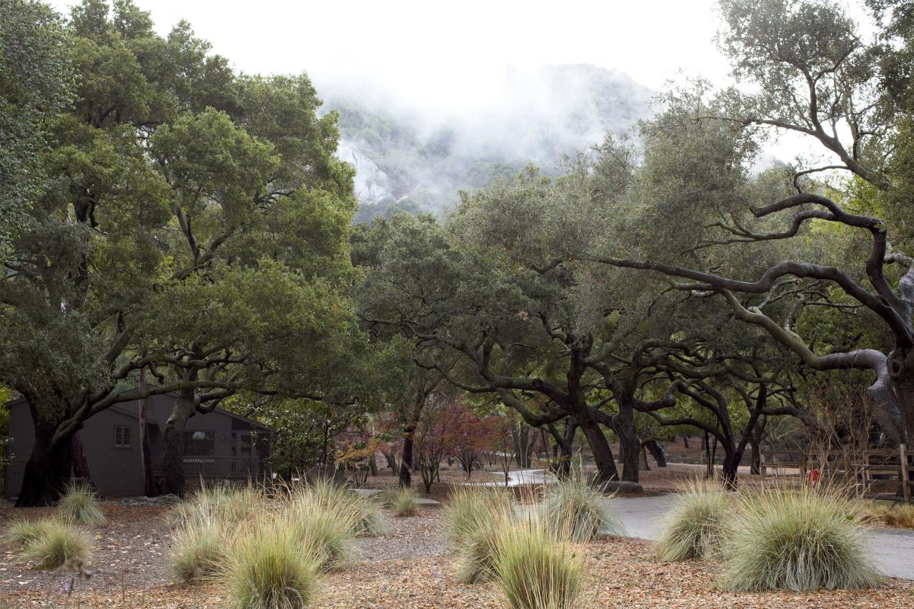 outdoor area with sage brush and gnarly trees